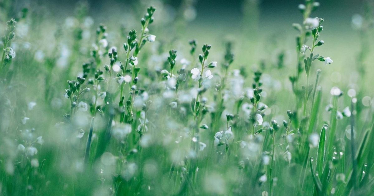 Auckland Landscape Gardener