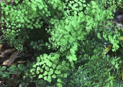 chamaedorea costaricana auckland e1682073386528