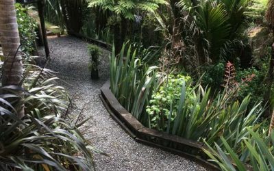 Summer Garden Care Guide for Auckland Homes