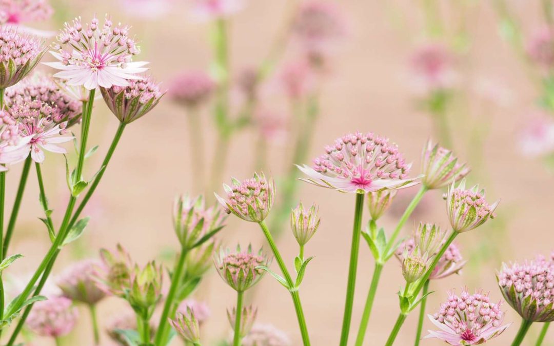 SEASONAL TASKS IN THE GARDEN