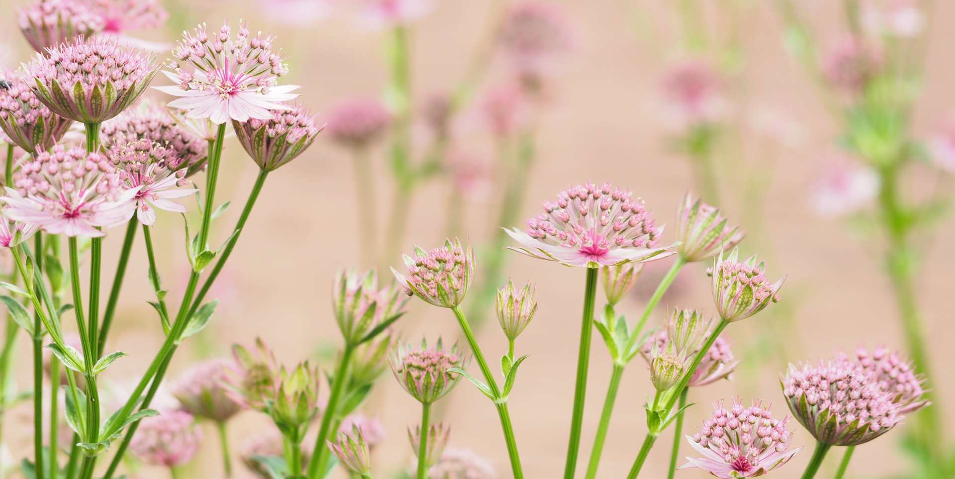 landscape and design auckland