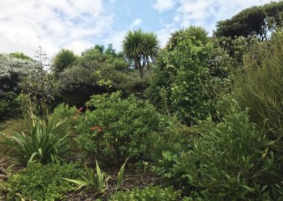 new zealand big palm tree