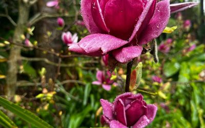Winter Gardening in Auckland: What’s Blooming & How to Create a Stunning Seasonal Garden