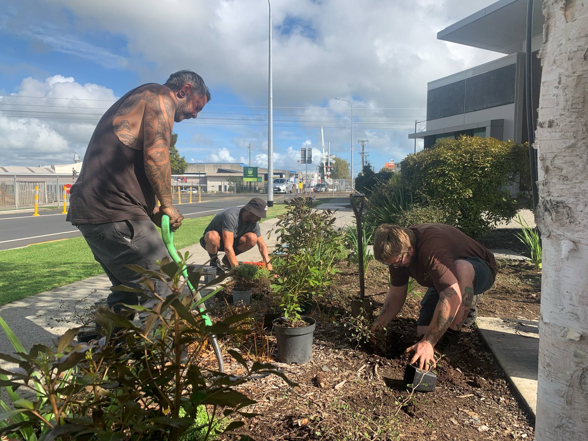 tree  plant services auckland