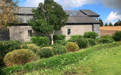 Why Winter Is the Ideal Season for Planting in Auckland Gardens