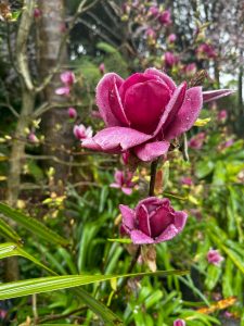 gardening services near me