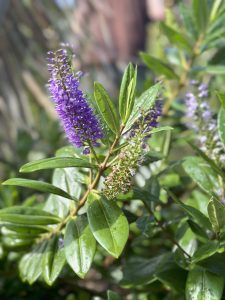 gardening services near me