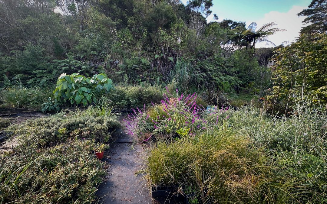Professional Garden Maintenance Auckland: Year-Round Seasonal Care Tips