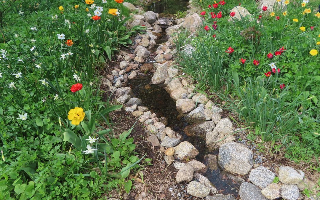 Auckland Garden Drainage: The Complete Guide to a Healthy and Dry Backyard
