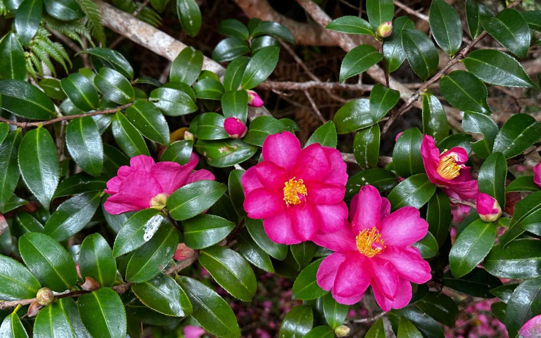 Camellias in Auckland Gardens: Winter Elegance and Landscaping Guide