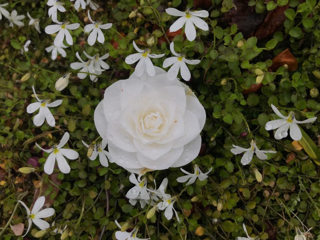 Camellias in Auckland