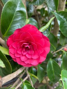 Camellias in Auckland