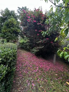 Camellias in Auckland