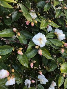 Camellias in Auckland