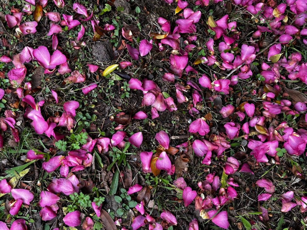 Camellias in Auckland