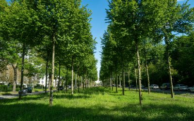 Garden Tools Auckland: 5 Essential Gardening Tools Every Auckland Gardener Must Have