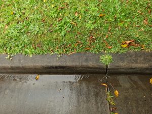 Auckland garden drainage