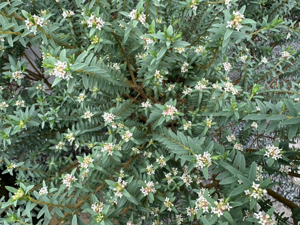 Garden Service Auckland Summer Moisture Tips for Healthy Gardens