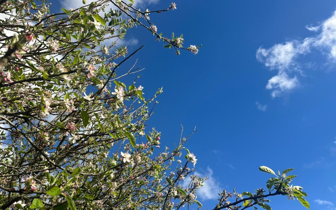 Garden Service Auckland: Summer Moisture Tips for Healthy Gardens