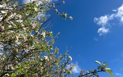 Garden Service Auckland: Summer Moisture Tips for Healthy Gardens