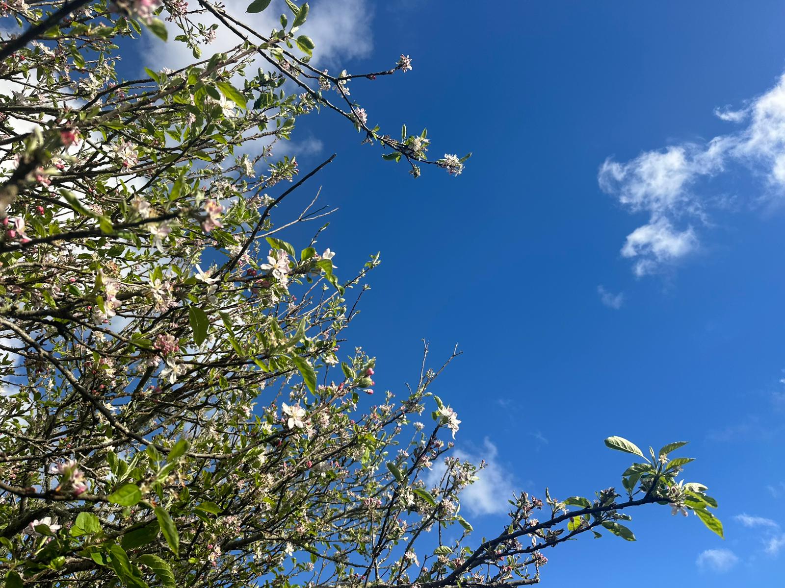 Garden Service Auckland Summer Moisture Tips for Healthy Gardens