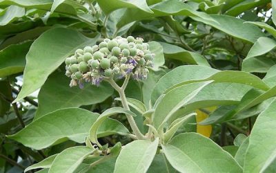 Invasive Weeds of Auckland: Expert Control Solutions