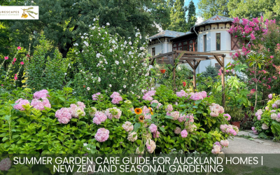 Summer Garden Care Guide for Auckland Homes