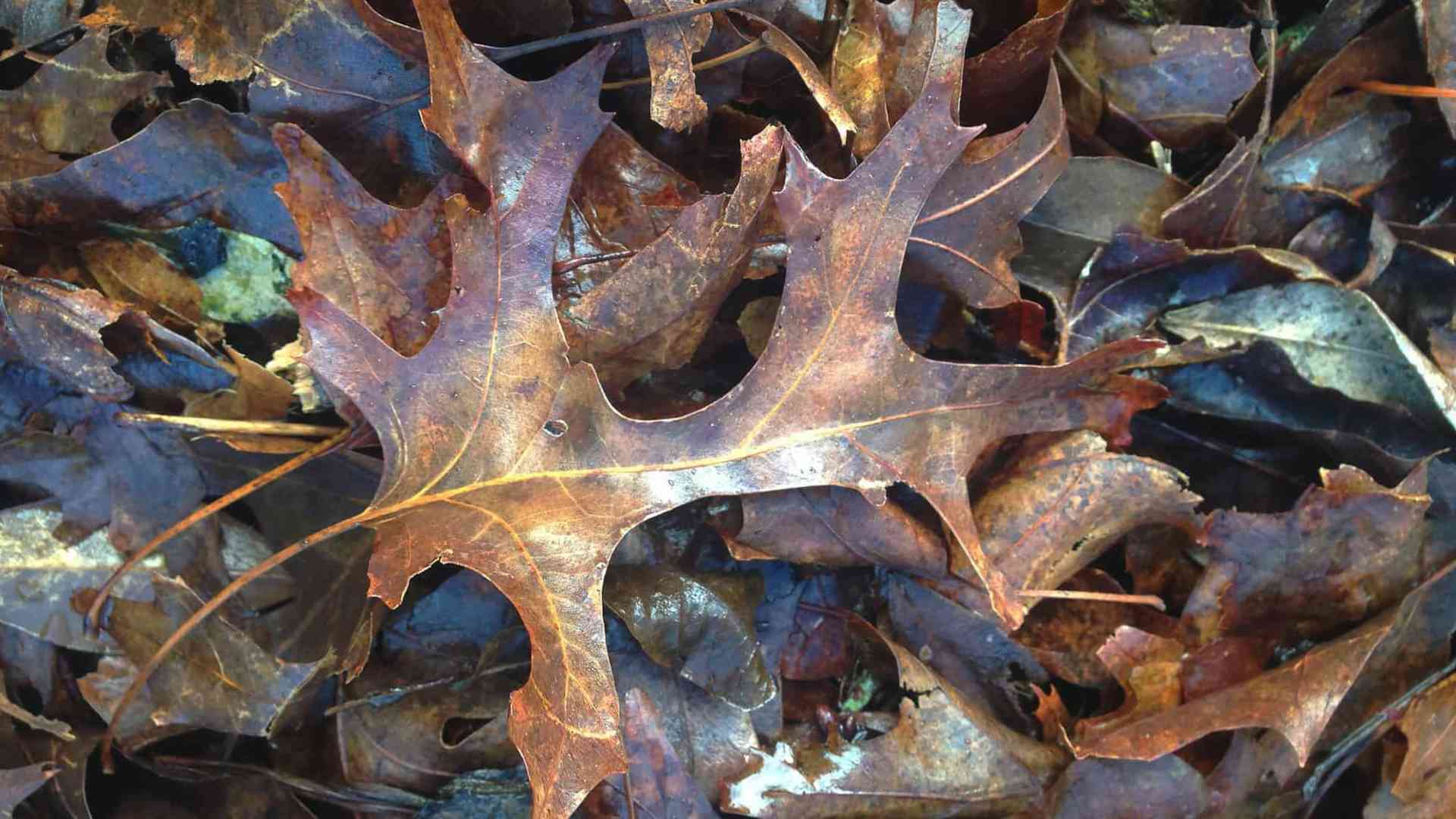 GARDEN WASTE REMOVAL AUCKLAND GARDEN WASTE REMOVAL AUCKLAND