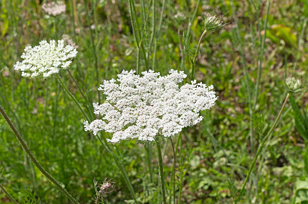 NOXIOUS WEED SERVICES AUCKLAND NOXIOUS WEED SERVICES AUCKLAND