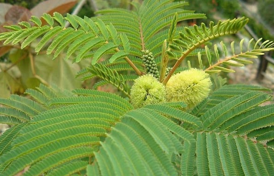 NOXIOUS WEED SERVICES AUCKLAND NOXIOUS WEED SERVICES AUCKLAND