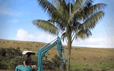 Big Palm Trees in Auckland: The Complete Guide to Selection, Planting, and Maintenance