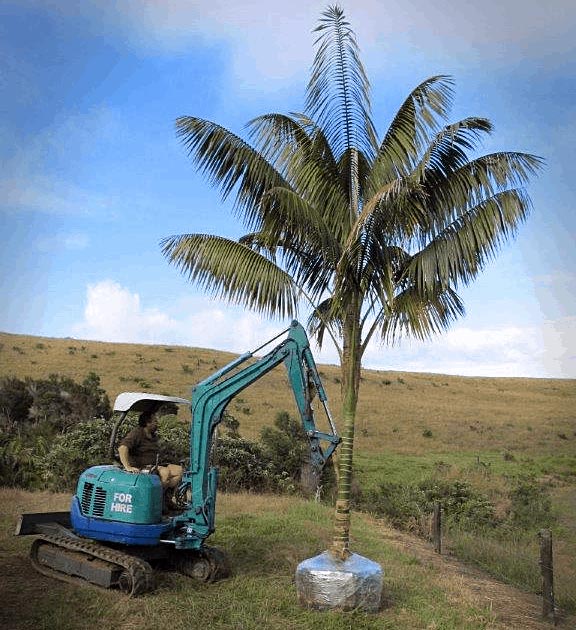 Big Palm Trees Auckland