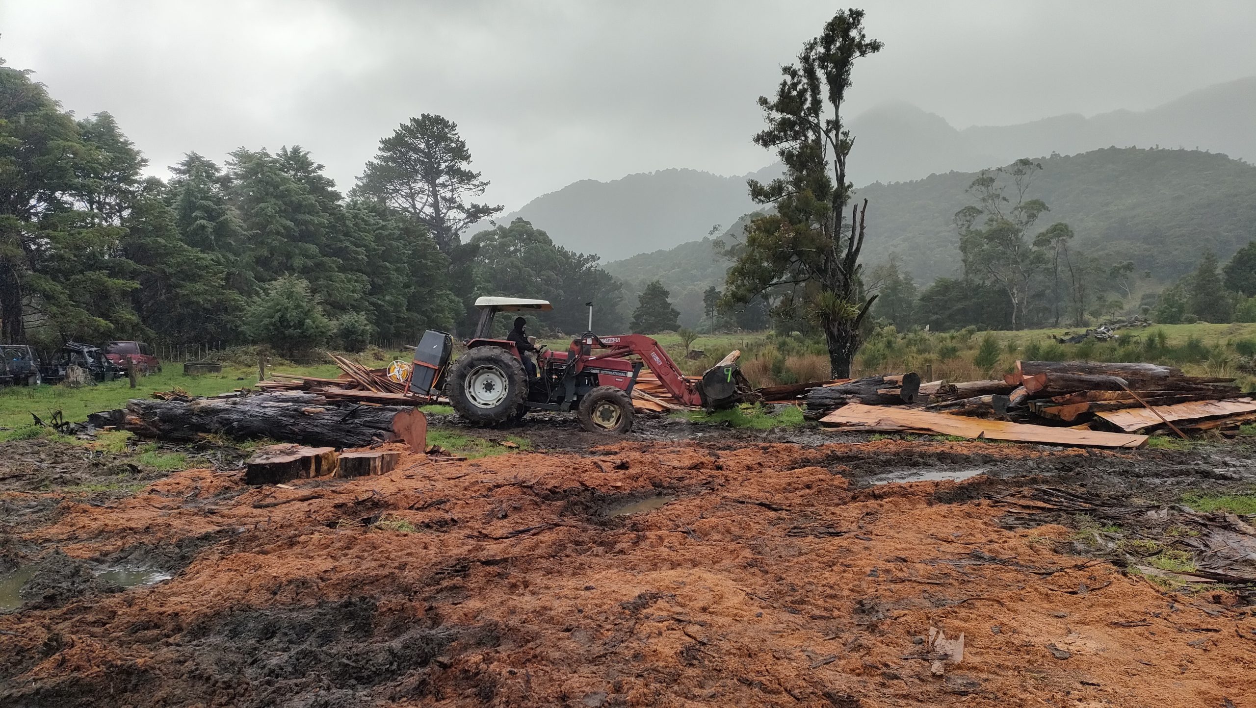 Arborist Services in Whangarei, northland
