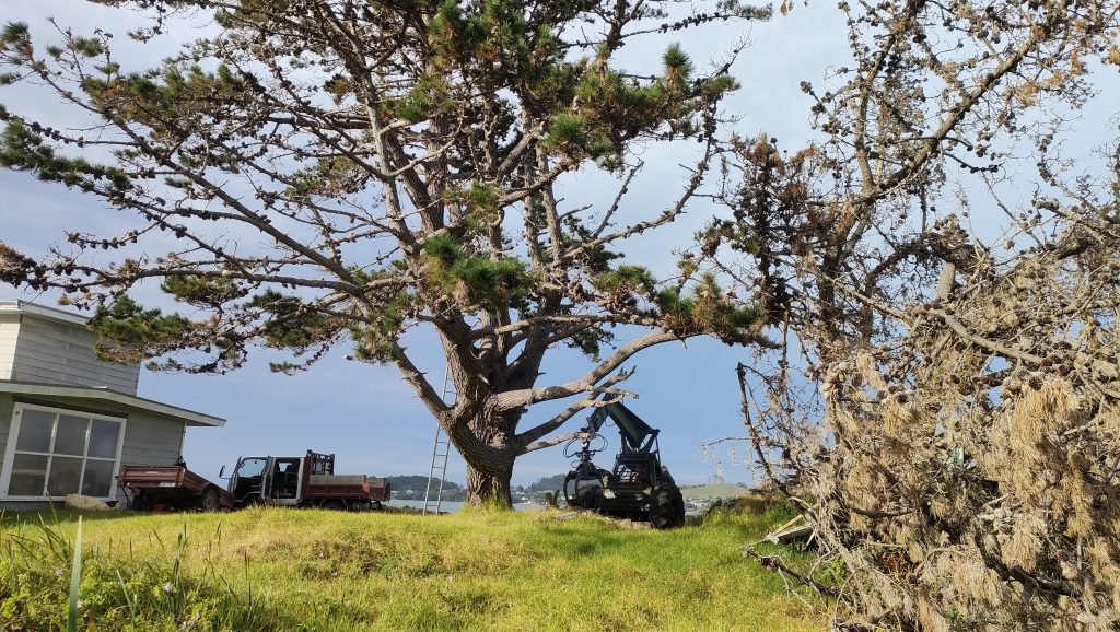 tree removal in whangarei
