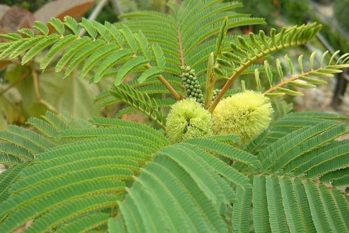 NOXIOUS WEED SERVICES AUCKLAND
