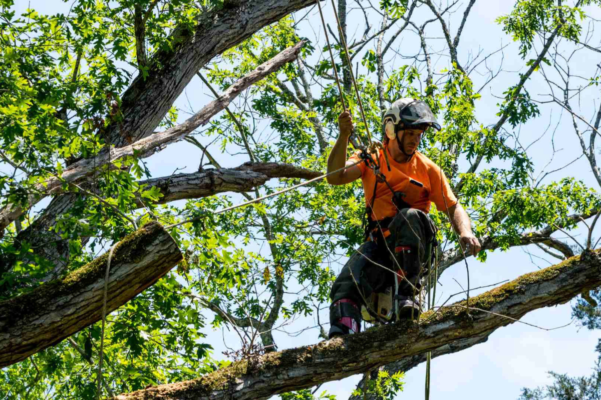 TREE PRUNING SERVICES AUCKLAND