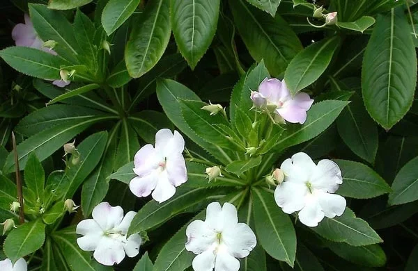 noxious weeds