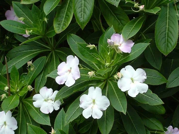 noxious weeds