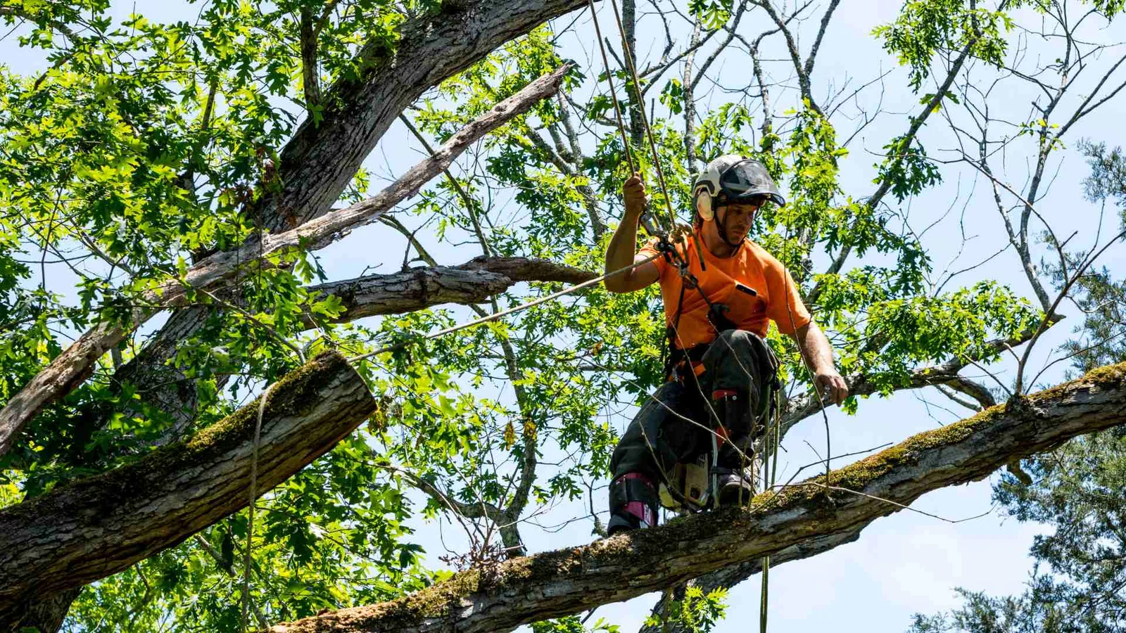 tree purning auckland