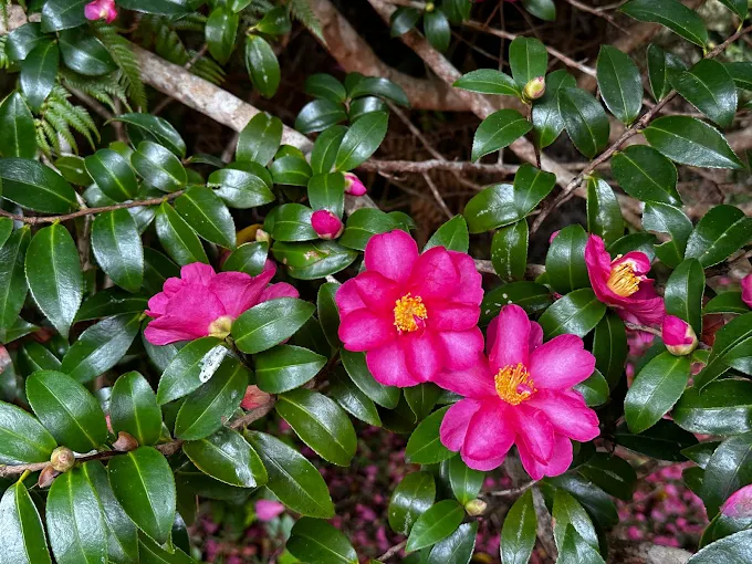 Camellias in Auckland Gardens