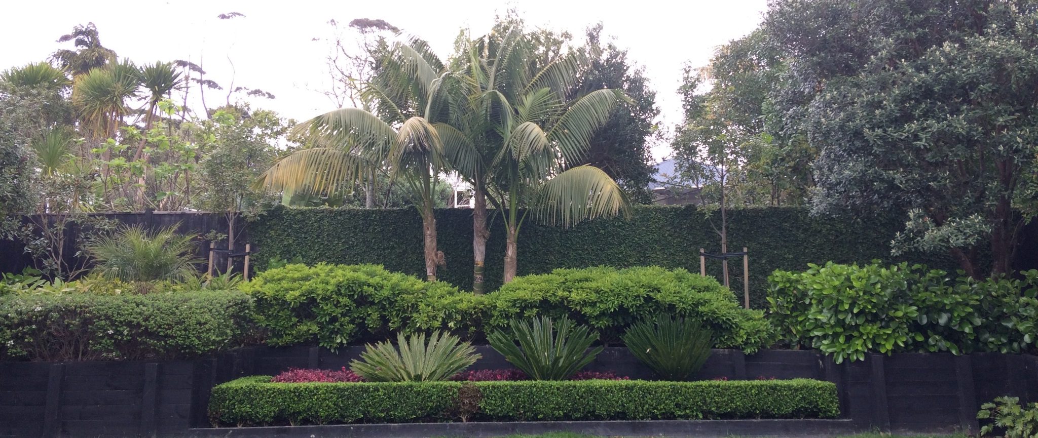 Big Palm Trees Auckland